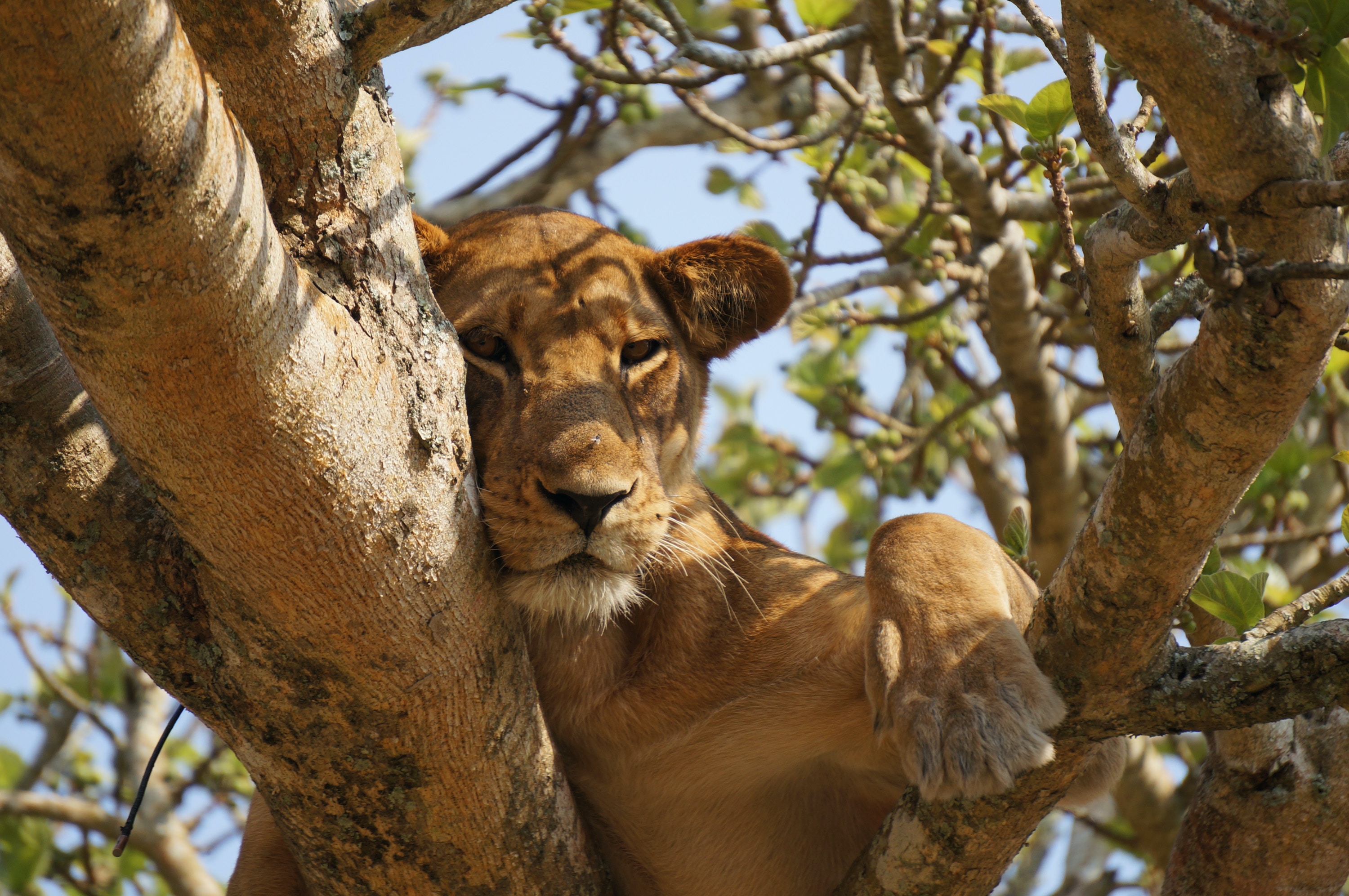Lion resting on a tree at Queen Elizabeth National Park
